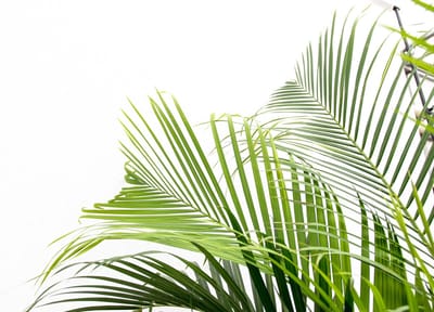 Goudpalm - Areca Palm Dypsis Lusescens hoogte 300cm potmaat 45cm