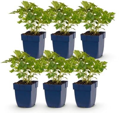 Green boutiQ - Vasteplant - Astilbe chin. Pumila - Pluimspirea - Schaduw - Paars - 6 Planten - Pot 11cm - Hoogte 15-25cm