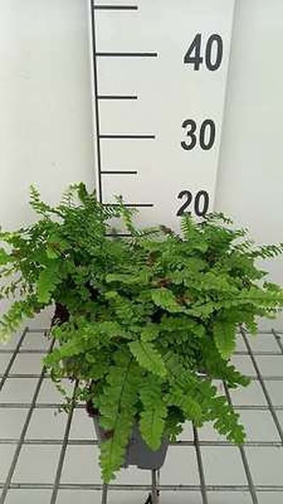 6x Eendenpootjesvaren - Adiantum pedatum | 9x9 cm pot