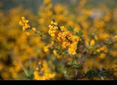 Berberis stenophylla - Zuurbes 40- 50 cm in pot