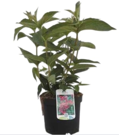 2 x Weigela hybr. 'Rumba' - Weigela, Weigelia 40- 60 cm in pot
