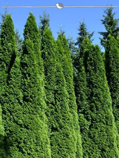 Westerse Levensboom Thuja Smaragd 140-160 cm, 10x Haagplant