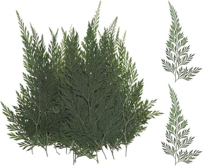 Gedroogde Bladeren - Echte Natuur - Ambachtelijk Knutselen - Natuurlijke Elegantie - 24 Stuks - Groen