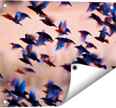 Gards Tuinposter Groep Vliegende Blauwe Spreeuw Vogels - 50x40 cm - Tuindoek - Tuindecoratie - Wanddecoratie buiten - Tuinschilderij