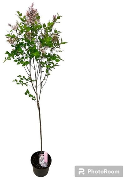 Plants Online BV - Planten - Tuinplanten - Heesters - Set van 1 - Syringa meyeri Flowerfesta White
