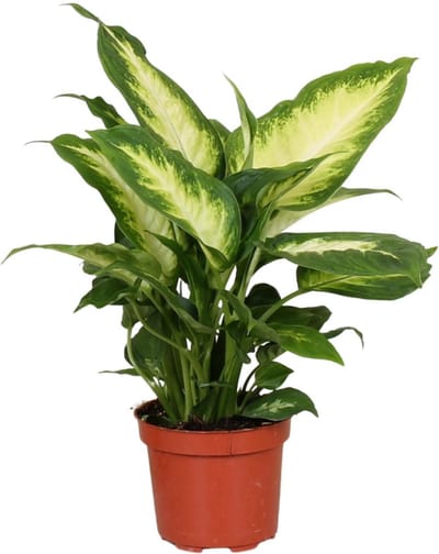 Plantenboetiek.nl | Dieffenbachia Camilla - Ø12cm - 25-35cm hoog - Kamerplant - Groenblijvend