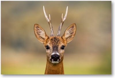 Hert Portret - 90x60 Canvas Liggend - Dieren