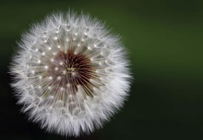 Fotobehang Flowers Dandelion Nature | XL - 208cm x 146cm | 130g/m2 Vlies