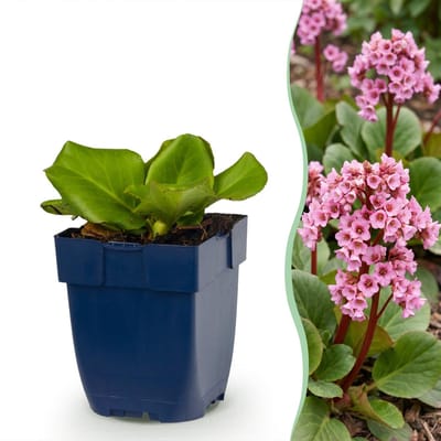 Green boutiQ - Vasteplant - Bergenia cordifolia - Schoenlappersplant - Schaduw - Roze - 1 Plant - Pot 11cm - Hoogte 15-25cm