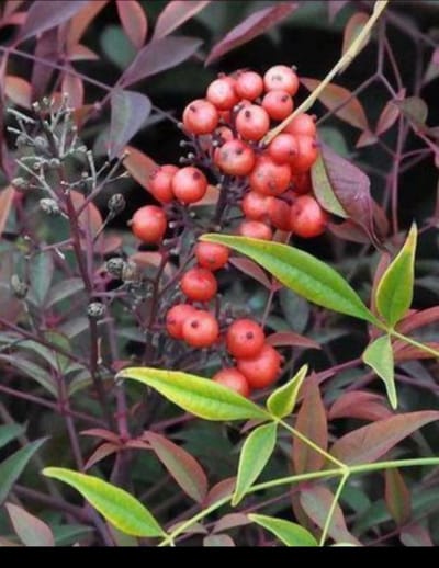 Nandina domestica - Hemelse Bamboe 60- 80 cm in pot