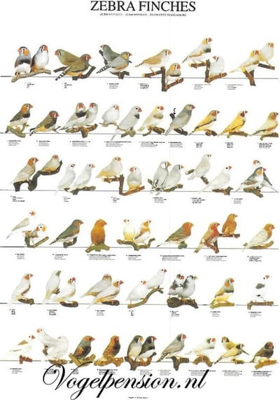 Vogelposter zebravinken gelamineerd A4 - Vogelposters - Benodigdheden - Zebravink (Poephila guttata)