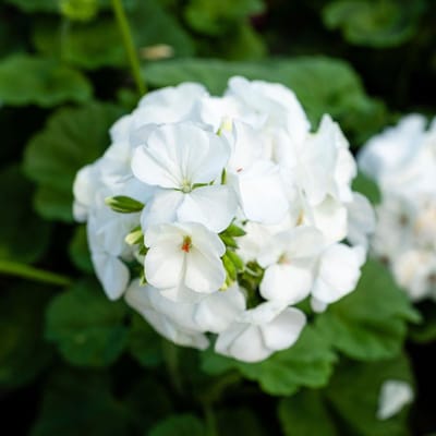 Bloedooievaarsbek (Geranium Sanguineum) - 6x - Album - Ooievaarsbek - Vaste planten - Bodembedekkers - Zomerbollen - Voorjaarsbollen