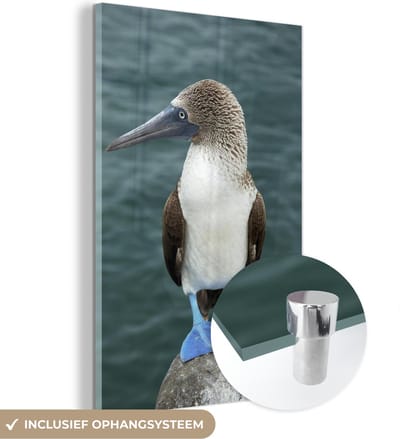 ® Glasschilderij 120x180 cm - Schilderij acrylglas - Close-up van een opzij kijkende Blauw voet booby staand op een rots - Foto op glas - Muurdecoratie woonkamer - Wanddecoratie slaapkamer - Schilderijen