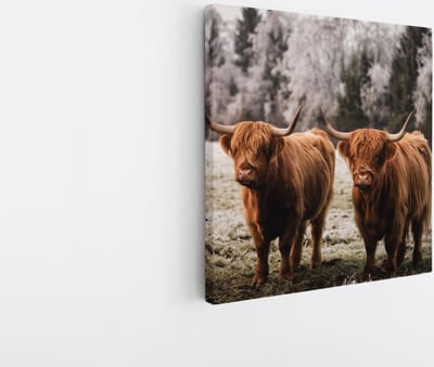 Saammp Canvas Schilderij - Schotse Hooglander Koeien in het gras - Dieren - Natuur - 20x20 - Foto op canvas - Wanddecoratie - muurdecoratie Woonkamer - Slaapkamer decoratie - Canvas Print