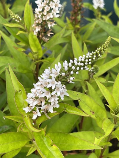 6x Wederik - Lysimachia Clethroides | 9x9 cm pot