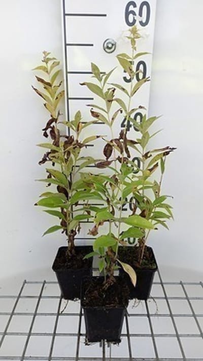 6x Vlambloem - Phlox (p) 'Fujiyama' | 9x9 cm pot