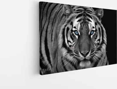Saammp Canvas Schilderij - Tijger met blauwe ogen- Natuur - Dieren - Zwart-Wit - 30x20 - Foto op canvas - Wanddecoratie - muurdecoratie Woonkamer - Slaapkamer decoratie - Canvas Print
