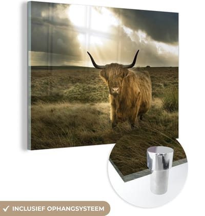 MuchoWow® Glasschilderij - Schotse Hooglander - Zon - Duin - Natuur - Dieren - 160x120 cm - Acrylglas Schilderijen - Foto op Glas - Muurdecoratie