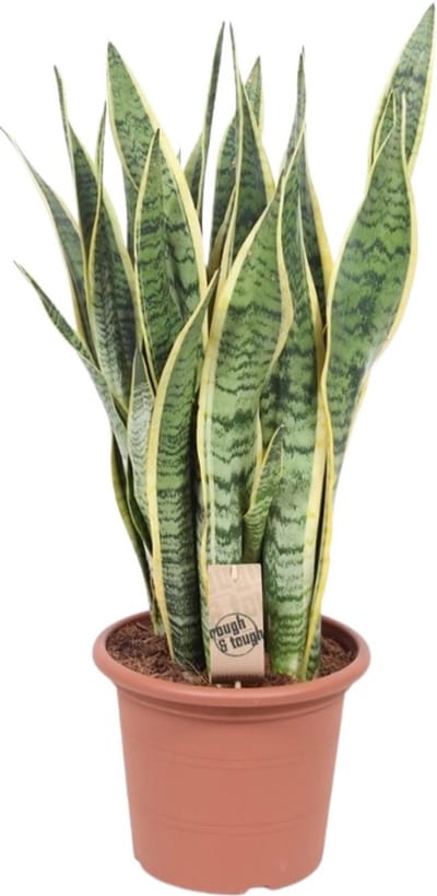 Plantenboetiek.nl | Sansevieria Trifasciata Laurentii - Ø25cm - 75-85cm hoog - Kamerplant - Groenblijvend - Cactus & Vetplanten