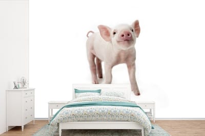 Behang - Fotobehang Varken - Dieren - Wit - Breedte 390 cm x hoogte 260 cm