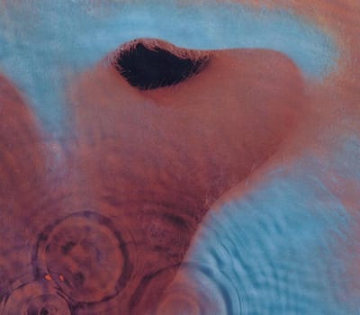 Meddle