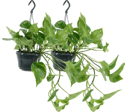 Plantenboetiek.nl | Epipremnum Aureum - Scindapsus - Ø15cm - 25cm hoog - Kamerplant - Groenblijvend