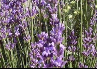 2 x Lavandula ang. 'Dwarf Blue' - Lavendel In pot 3 liter