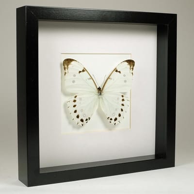 Opgezette Vlinder in Zwarte Lijst 25x25 cm - Morpho Luna