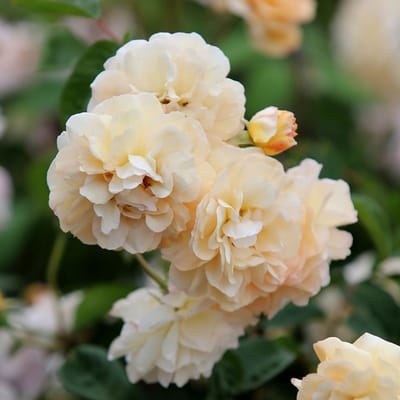 Rosa 'Buff Beauty' - Prachtige rozen voor in de tuin
