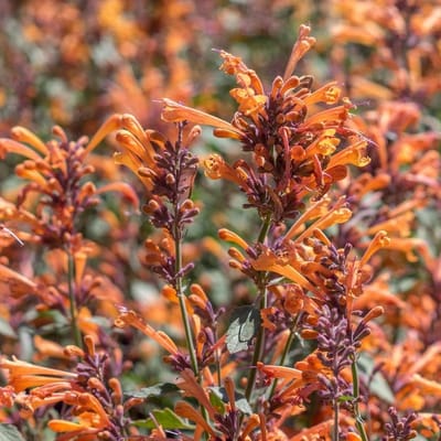 6x Agastache hybrida 'Fleur' Pot 9x9cm - Prachtige planten voor in de tuin