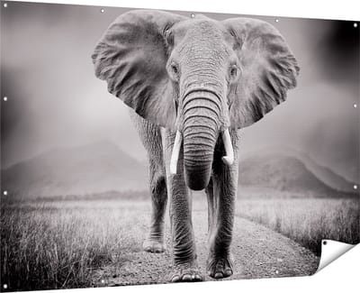 Gards Tuinposter Olifant - Zwart Wit - 180x120 cm - Tuindoek - Tuindecoratie - Wanddecoratie buiten - Tuinschilderij