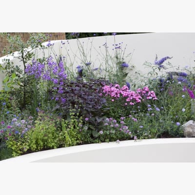 Tuinborder Vlinder en Bijen Modeste Herwig (30 planten) - Bijen-Vlinders - Bodembedekkers - Geurend - Snijbloemen - Vaste planten