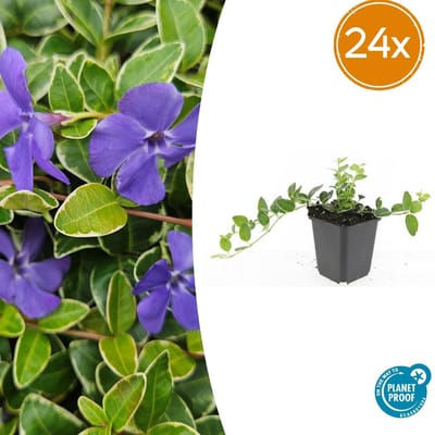 Trendyplants - Vinca minor 'Ralph Shugert' - 24 stuks - Maagdenpalm - Winterhard - Hoogte 10-30 cm - Potmaat Ø9cm