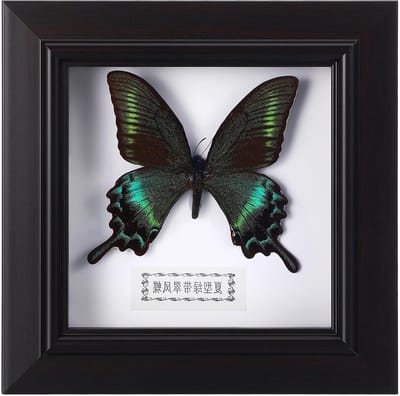 Schaduwdoos met Morpho vlinderspecimens voor wand- of tafelpresentatie, prachtig ingelijst en gemonteerd