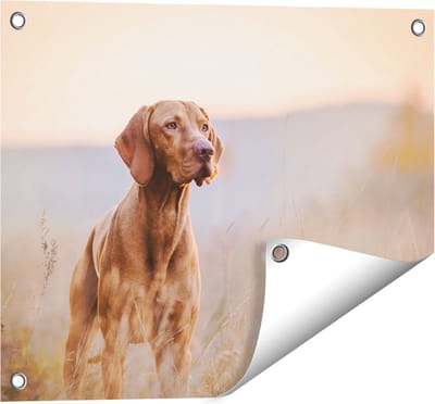 Gards Tuinposter Hongaarse Vizsla Hond in het Gras - 50x40 cm - Tuindoek - Tuindecoratie - Wanddecoratie buiten - Tuinschilderij
