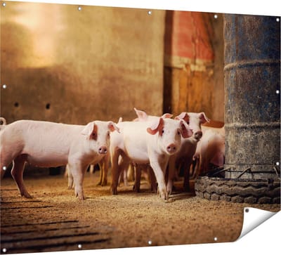 Gards Tuinposter Varkens op een Boerderij Stal - 160x120 cm - Tuindoek - Tuindecoratie - Wanddecoratie buiten - Tuinschilderij