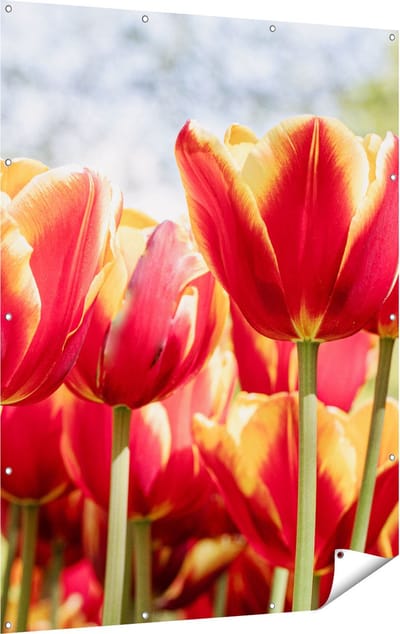 Gards Tuinposter Oranje Rode Tulpen - 120x160 cm - Tuindoek - Tuindecoratie - Wanddecoratie buiten - Tuinschilderij