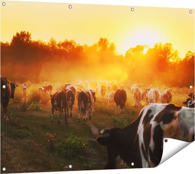 Gards Tuinposter Kudde Koeien in Weiland bij Zonsondergang - 120x90 cm - Tuindoek - Tuindecoratie - Wanddecoratie buiten - Tuinschilderij