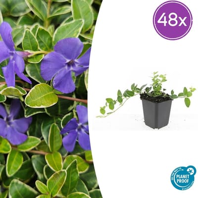 Trendyplants - Vinca minor 'Ralph Shugert' - 48 stuks - Maagdenpalm - Winterhard - Hoogte 10-30 cm - Potmaat Ø9cm
