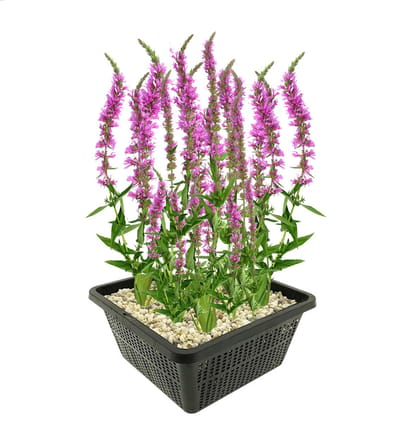 vdvelde.com - Kattenstaart vijverplantenset (Lythrum Salicaria) - Paars bloeiende oeverplant - Winterhard - Inheems - Bijenvriendelijk - 4 planten met vijvermand, klei, voeding