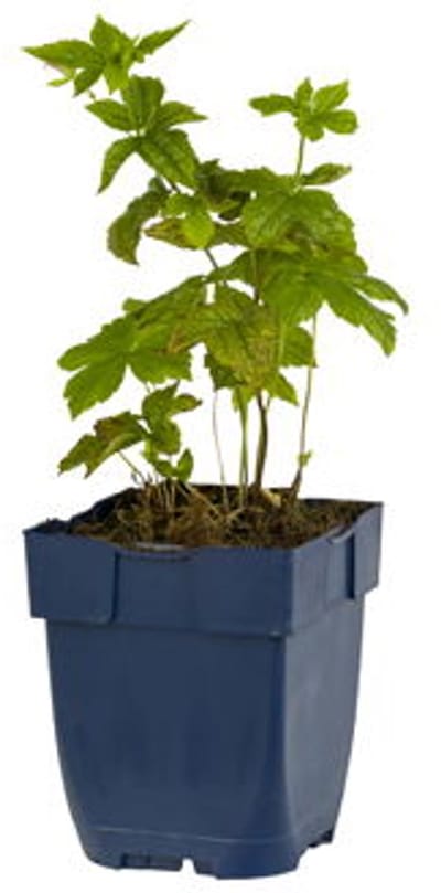 Griffioen - Geranium nodosum