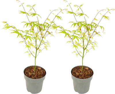 Plant in a Box - Acer palmatum 'Ukigumo' - set van 2 - Japanse Esdoorn - ⌀15cm - Hoogte 35-55cm