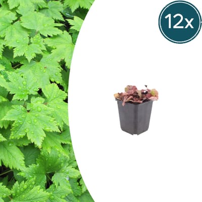 Tuinplantenshop.com | Tiarella cordifolia | 12 stuks - Ø9cm - 10-25cm hoog - Tuinplant