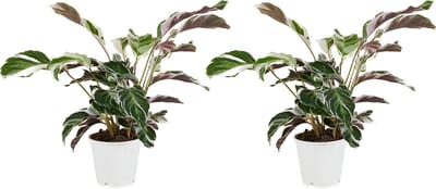Bloomique - Set van 2 - Calathea White Fusion - Pauwenplant - Kamerplanten - Luchtzuiverend - Gemakkelijk in onderhoud - Hoogte 40-50 cm - Pot 14cm