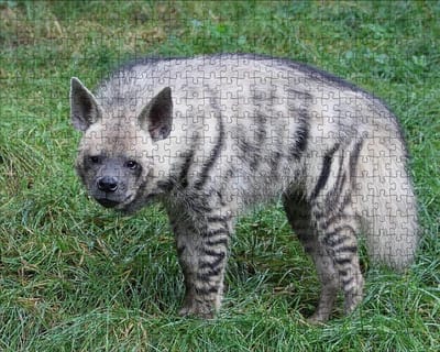 Houten Puzzel - Legpuzzel Dieren - Ontspanning Volwassenen - Nauwkeurig Gesneden - 75x50 cm - Levendige Kleuren