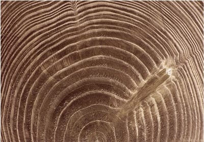 Fotobehangkoning - Behang - Vliesbehang - Fotobehang Boomstam - Raw tree - 150 x 105 cm