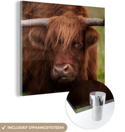 MuchoWow® Glasschilderij 50x50 cm - Schilderij acrylglas - Schotse Hooglander - Oranje - Dieren - Foto op glas - Schilderijen