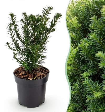 Green boutiQ - 8x Taxus baccata - Venijnboom - Haagplanten - Groenblijvend - Groen - Pot 9cm - Hoogte 20-30cm