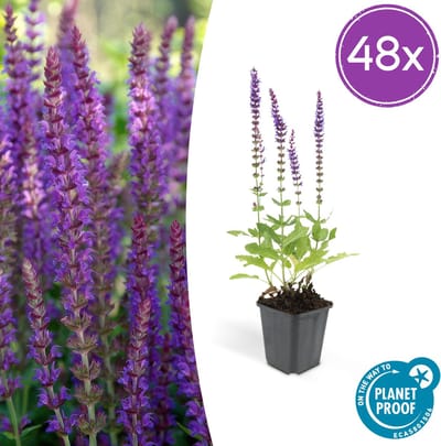 Tuinplantenshop.com | Salvia nem. 'Ostfriesland' | 48 stuks - Ø9cm - 10-25cm hoog - Tuinplant