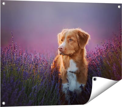 Gards Tuinposter Retriever Hond tussen de Lavendel Bloemen - 80x60 cm - Tuindoek - Tuindecoratie - Wanddecoratie buiten - Tuinschilderij